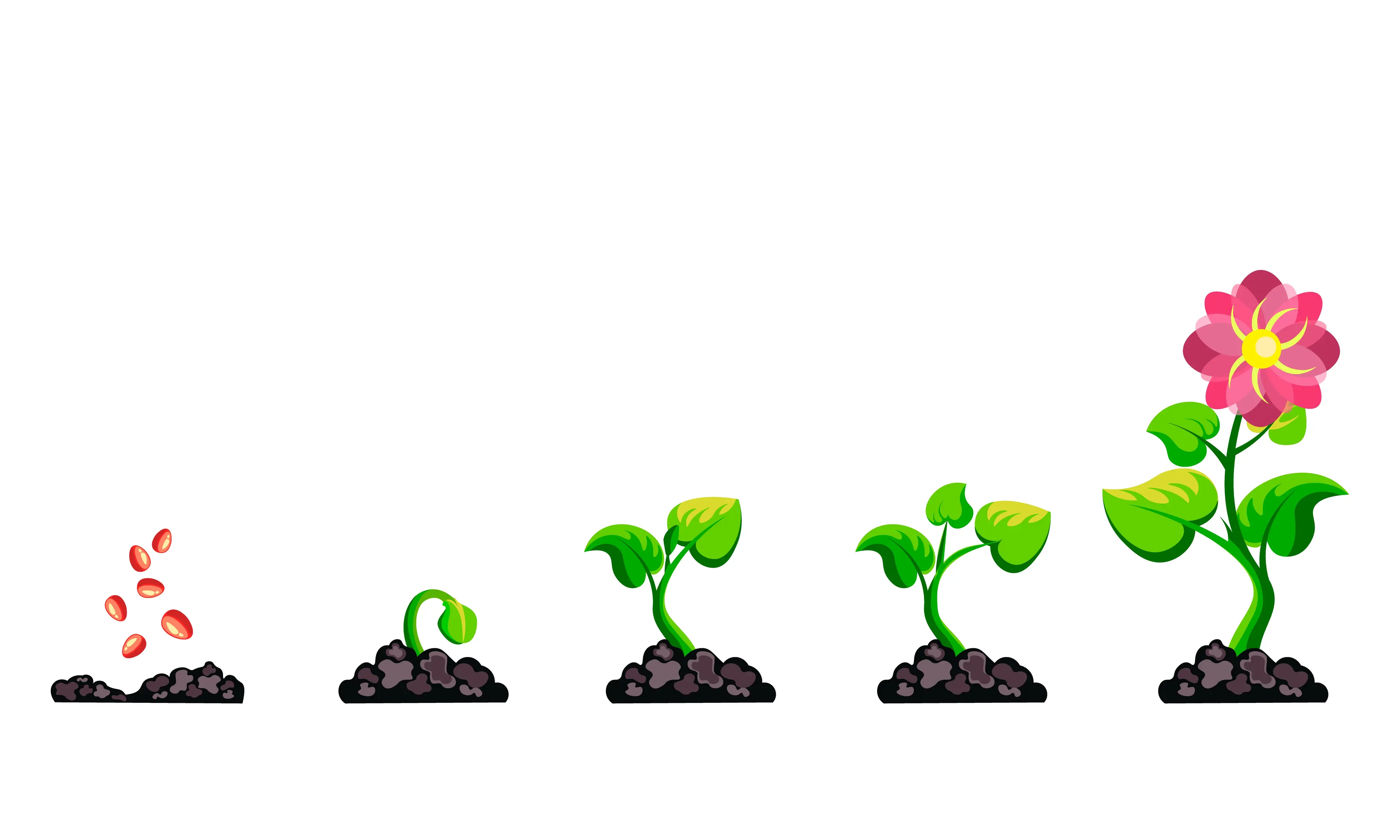 les différentes étapes de l'évolution d'une plante a partir de la graine